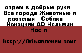 отдам в добрые руки - Все города Животные и растения » Собаки   . Ненецкий АО,Нельмин Нос п.